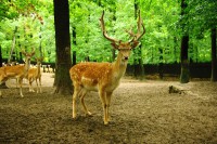 /album/fotogalerie-zookoutek-mala-chuchle-kousek-ceske-divociny-v-prazske-metropoli/zookoutek-mala-chuchle-danci-jpg1/